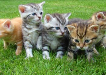 South Korean Man Sentenced for Gruesome Slaughter of 76 Cats