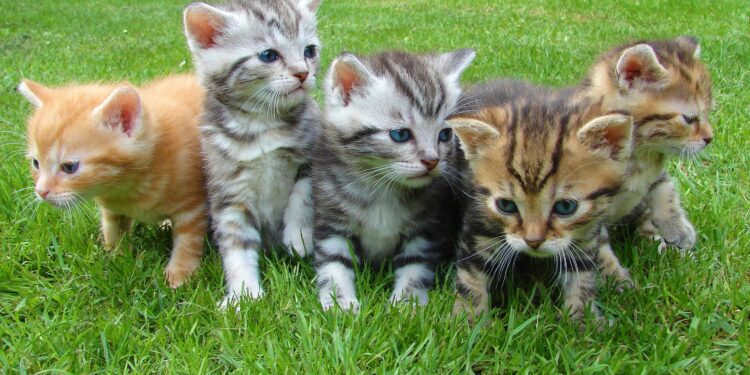 South Korean Man Sentenced for Gruesome Slaughter of 76 Cats