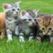 South Korean Man Sentenced for Gruesome Slaughter of 76 Cats