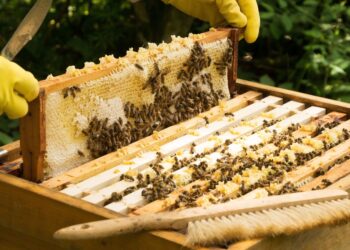 Murder Over Beehive Dispute: Jeollabuk-do Man Confesses to Killing Beekeeper