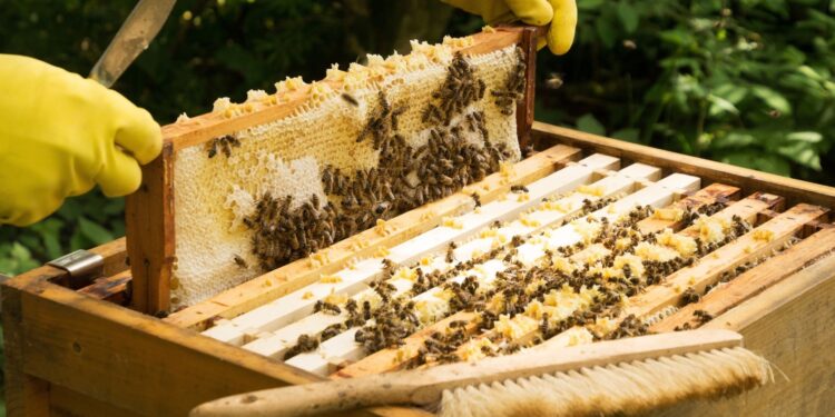 Murder Over Beehive Dispute: Jeollabuk-do Man Confesses to Killing Beekeeper