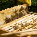 Murder Over Beehive Dispute: Jeollabuk-do Man Confesses to Killing Beekeeper